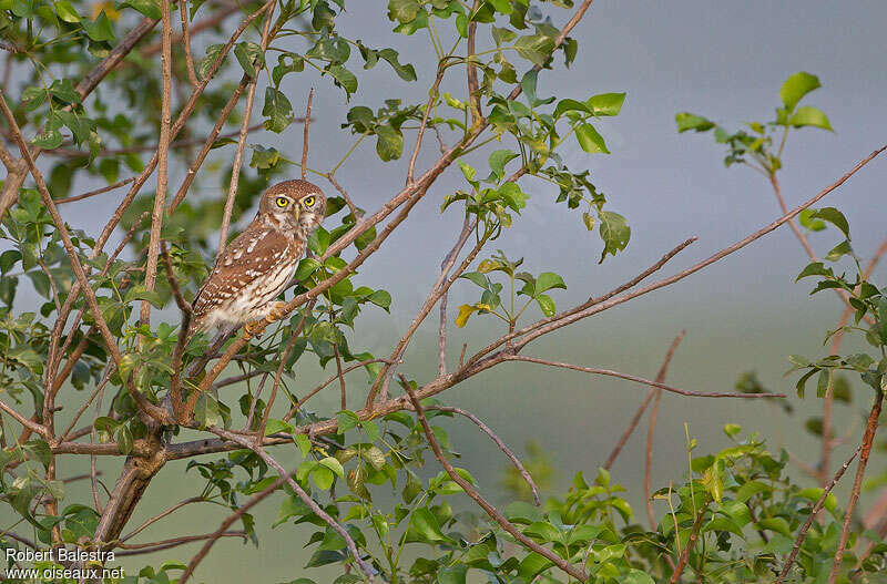 Pearl-spotted Owletadult, habitat, Behaviour