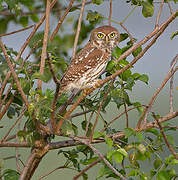 Pearl-spotted Owlet