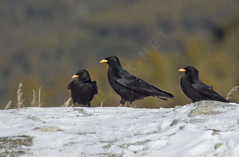 Alpine Chough, habitat