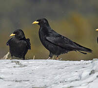 Alpine Chough