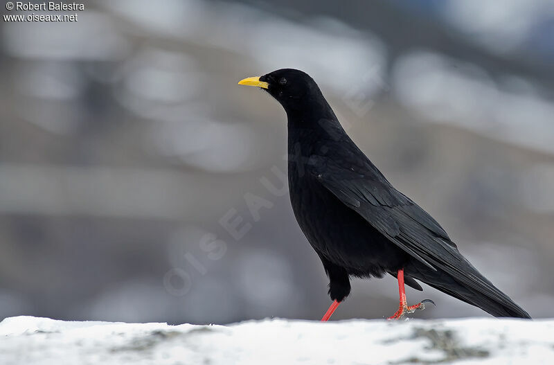 Alpine Chough