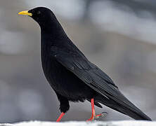 Alpine Chough