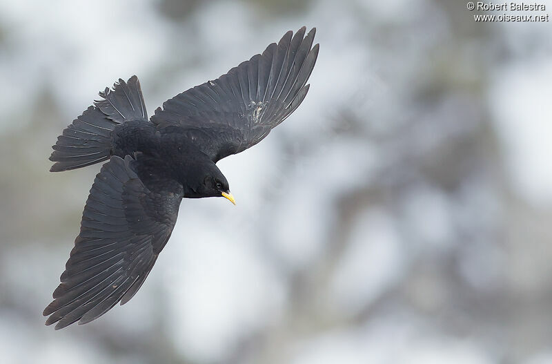 Alpine Chough