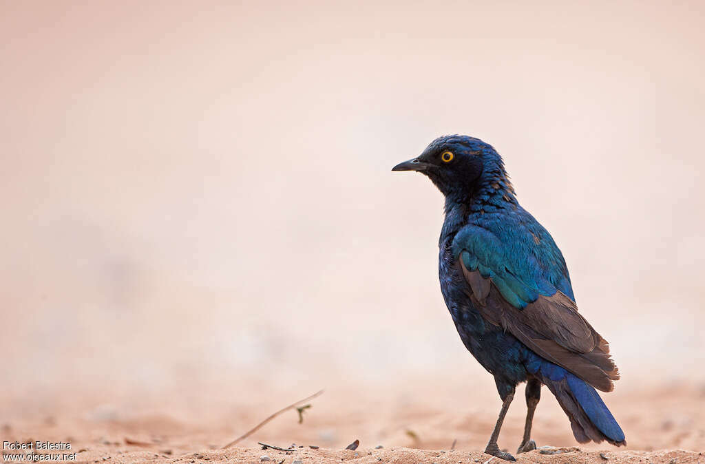 Cape Starlingadult transition, moulting