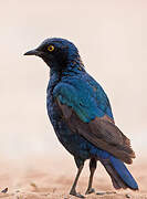 Cape Starling