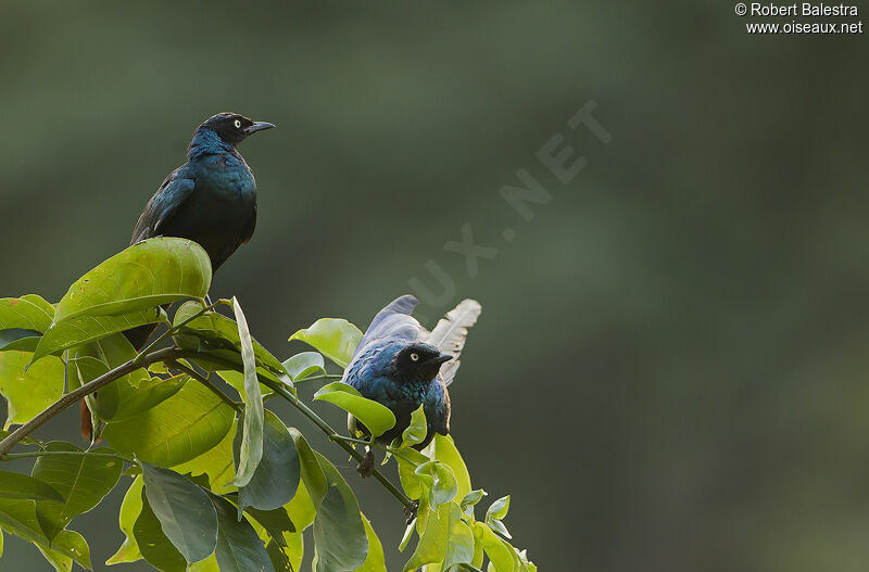 Long-tailed Glossy Starling