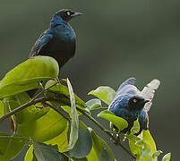 Long-tailed Glossy Starling