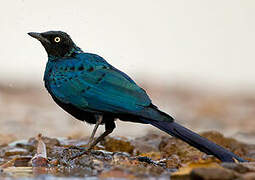 Long-tailed Glossy Starling