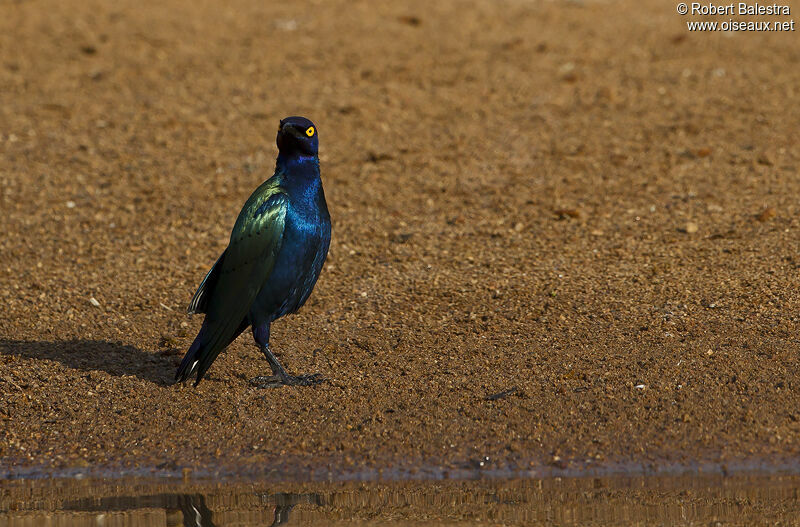 Greater Blue-eared Starling