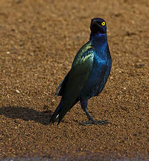 Choucador à oreillons bleus