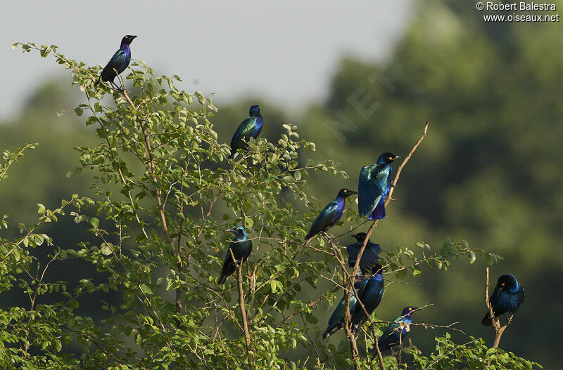 Choucador à oreillons bleus