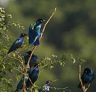 Greater Blue-eared Starling