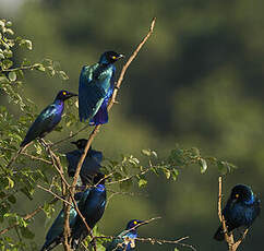 Choucador à oreillons bleus