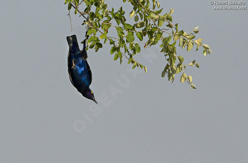 Choucador à oreillons bleus