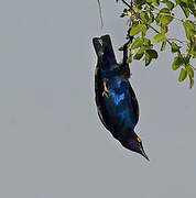 Choucador à oreillons bleus