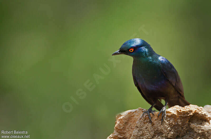 Black-bellied Starlingadult, pigmentation