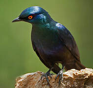 Black-bellied Starling