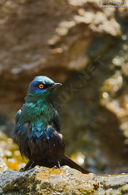 Black-bellied Starling