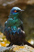 Black-bellied Starling