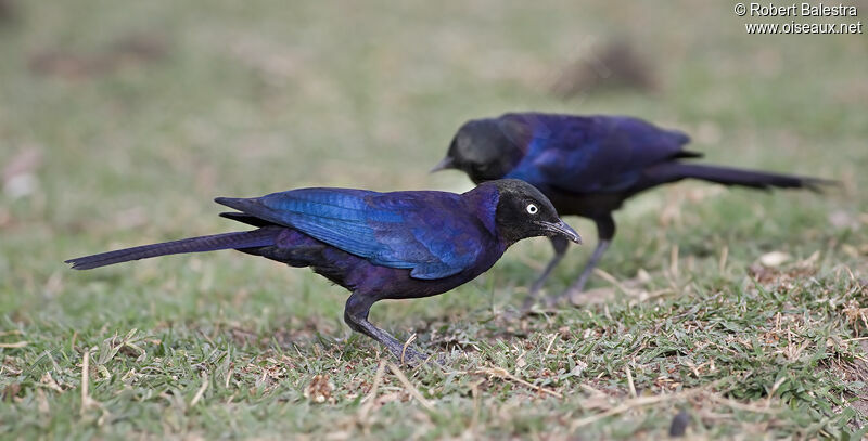 Rüppell's Starling