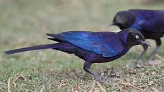 Rüppell's Starling