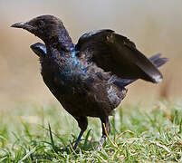 Rüppell's Starling