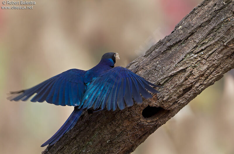 Rüppell's Starling