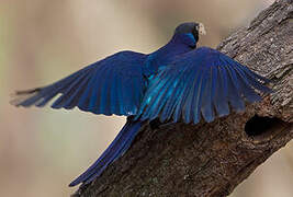 Rüppell's Starling