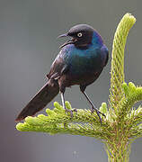 Rüppell's Starling