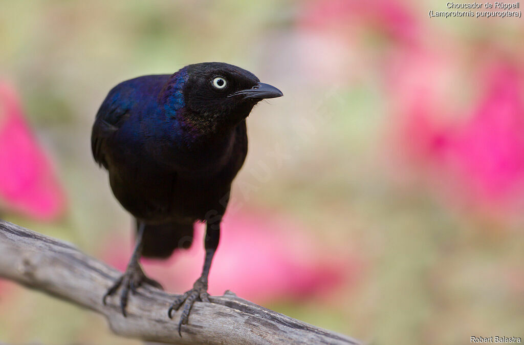 Rüppell's Starling