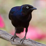 Rüppell's Starling