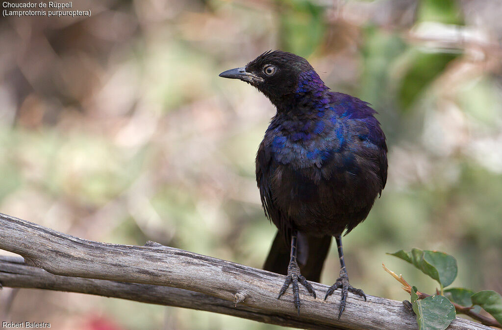 Rüppell's Starlingjuvenile