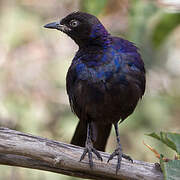 Rüppell's Starling