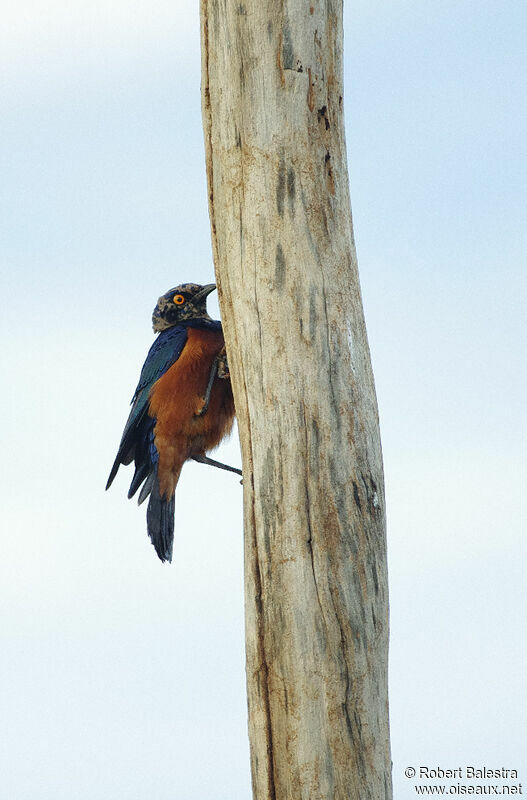 Shelley's Starling