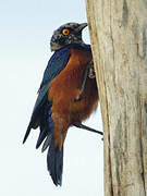 Shelley's Starling