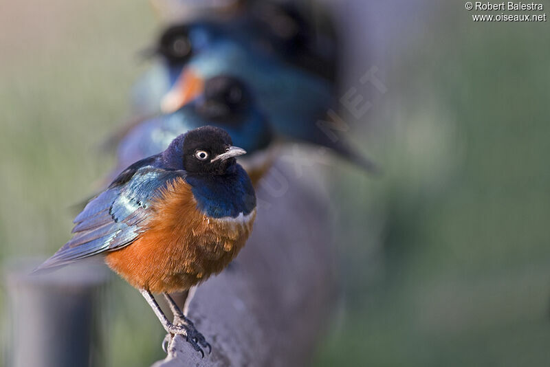 Superb Starling