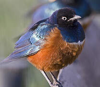 Superb Starling