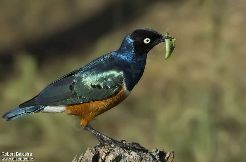 Superb Starlingadult, feeding habits