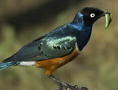 Superb Starling