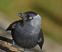 Western Jackdaw