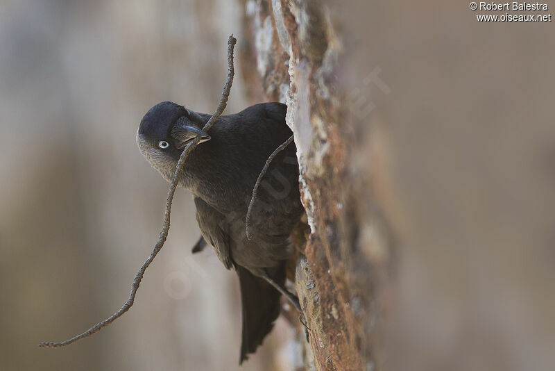 Western Jackdaw