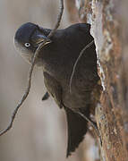 Western Jackdaw