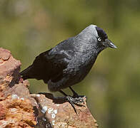 Western Jackdaw