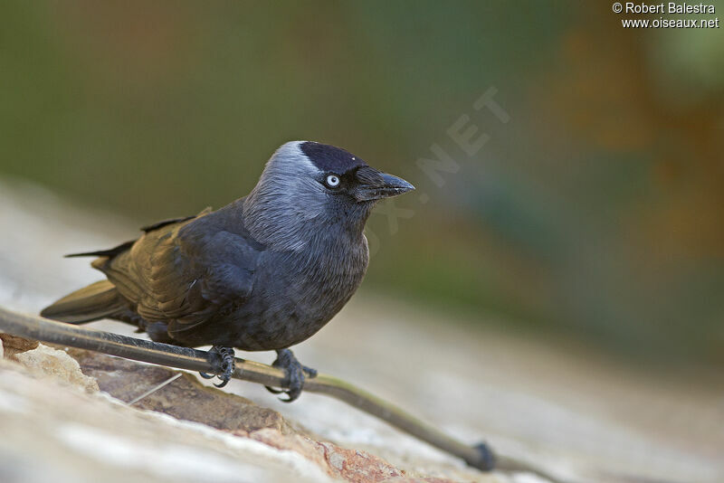 Western Jackdaw