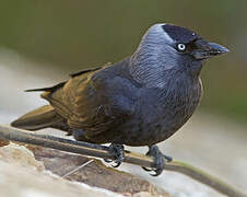 Western Jackdaw