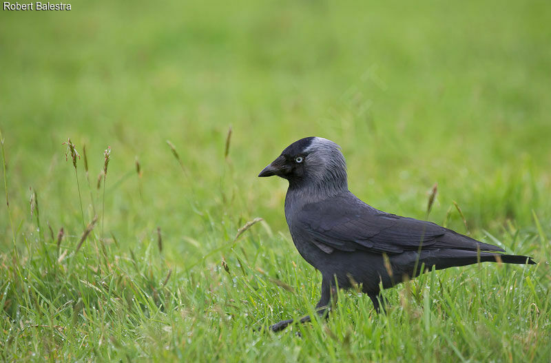 Western Jackdaw