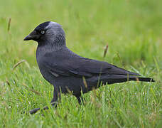 Western Jackdaw