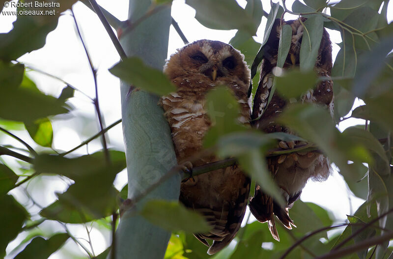 African Wood Owl