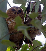 African Wood Owl