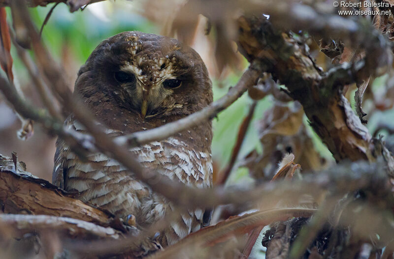 African Wood Owl